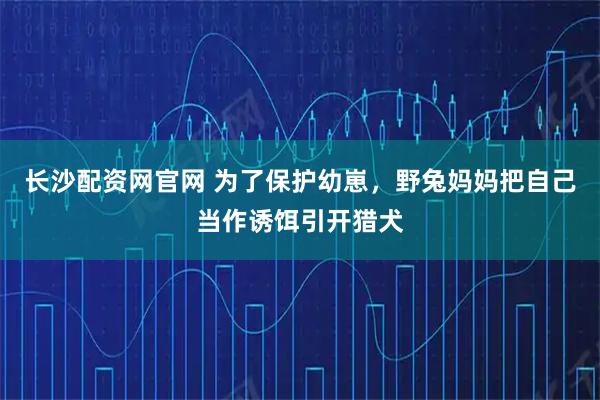 长沙配资网官网 为了保护幼崽，野兔妈妈把自己当作诱饵引开猎犬