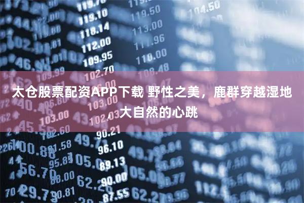 太仓股票配资APP下载 野性之美，鹿群穿越湿地，大自然的心跳