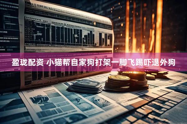 盈珑配资 小猫帮自家狗打架一脚飞踢吓退外狗